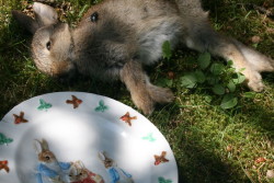 rabbit with plate